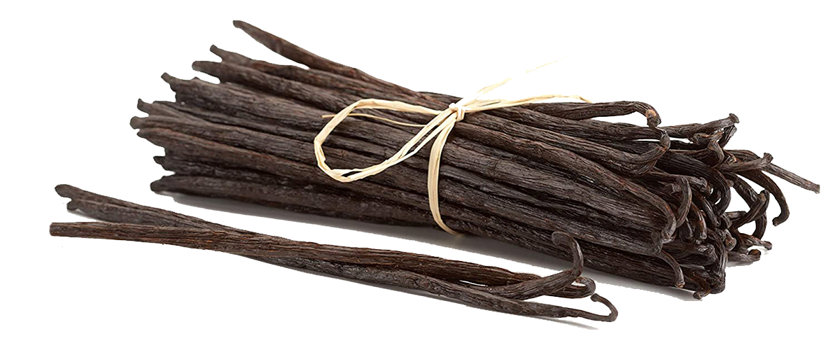 Vanilla planifolia